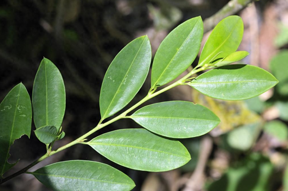 这种植物是毒品，也是可口可乐的重要原料