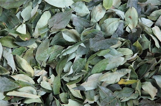 这种植物是毒品，也是可口可乐的重要原料