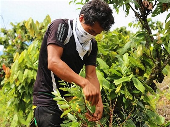 这种植物是毒品，也是可口可乐的重要原料