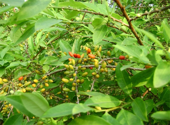 这种植物是毒品，也是可口可乐的重要原料