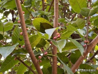 ​“黄桷树”的“桷”怎么读？