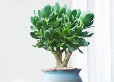 ​玉树一般养到什么样子才开花（玉树养多长时间开花）