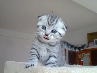 ​为什么不建议养折耳猫