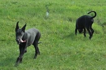 血统极纯，中国唯一本土纯黑色猎犬：墨界犬果然很秀美