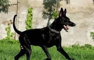 血统极纯，中国唯一本土纯黑色猎犬：墨界犬果然很秀美