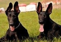 血统极纯，中国唯一本土纯黑色猎犬：墨界犬果然很秀美