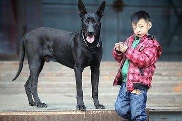 血统极纯，中国唯一本土纯黑色猎犬：墨界犬果然很秀美