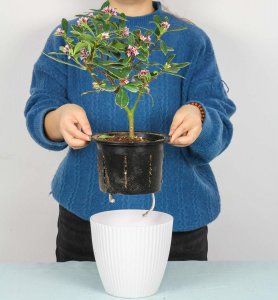 ​瑞香花要怎么养