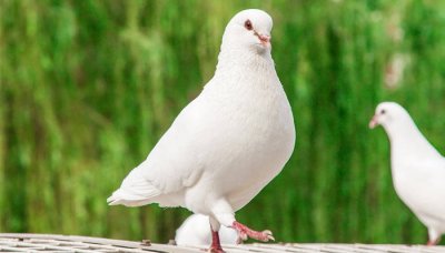 ​鸽子为什么是和平的象征? 为什么和平的象征是鸽子