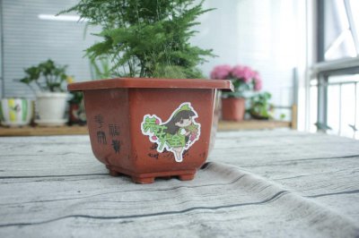 ​文竹全部剪掉还会发吗