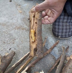 “斗米虫”是怎样一种虫子？为何从古至今价格居高不下？了解一下