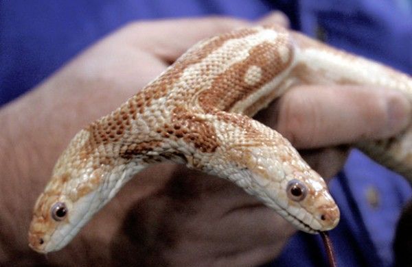 双头猪是什么（双头小猪惊现江西奇特的双头动物）(3)_