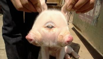 双头猪是什么（双头小猪惊现江西奇特的双头动物）(1)_