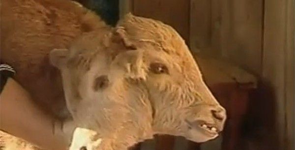 双头猪是什么（双头小猪惊现江西奇特的双头动物）(2)_