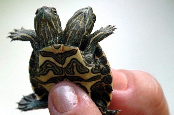 双头猪是什么（双头小猪惊现江西奇特的双头动物）(6)_