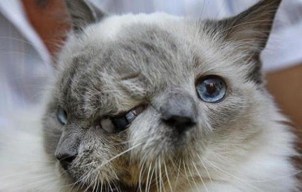 双头猪是什么（双头小猪惊现江西奇特的双头动物）(5)_