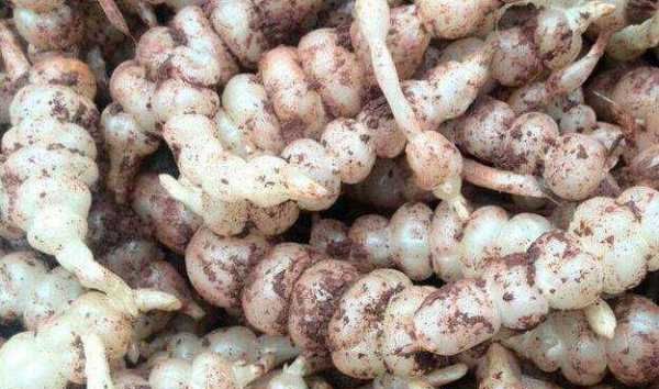 野菜有哪几种,农村里可以吃的野菜图7