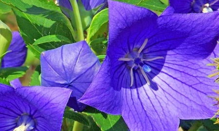 野菜有哪几种,农村里可以吃的野菜图13