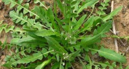 野菜有哪几种,农村里可以吃的野菜图4