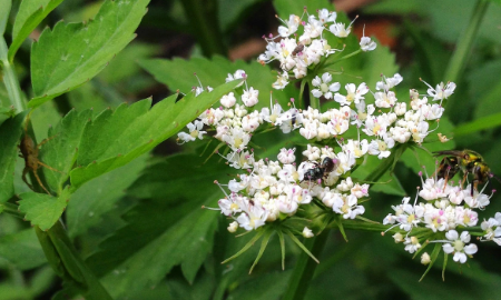 野菜有哪几种,农村里可以吃的野菜图10