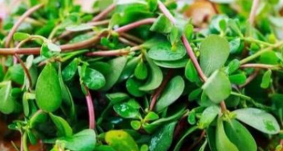 ​野菜有哪几种,农村里可以吃的野菜