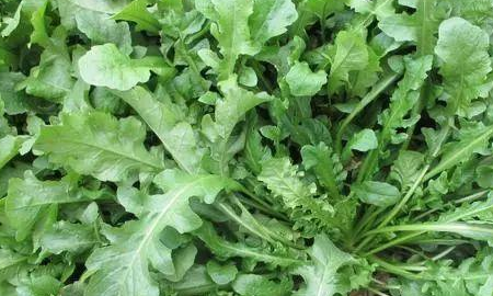 野菜有哪几种,农村里可以吃的野菜图11