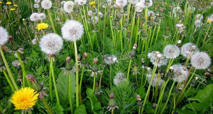 野菜有哪几种,农村里可以吃的野菜图2