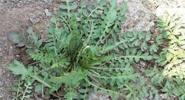 野菜有哪几种,农村里可以吃的野菜图15