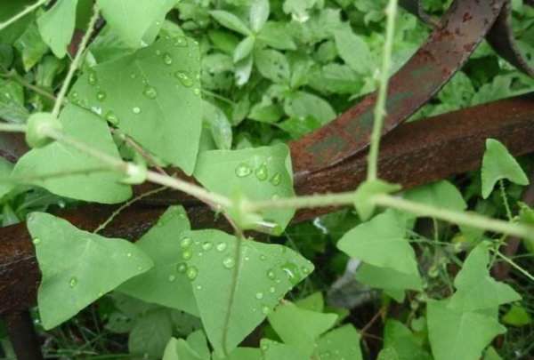 野菜有哪几种,农村里可以吃的野菜图6