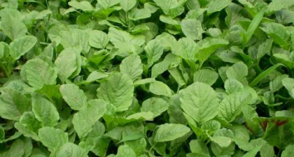 野菜有哪几种,农村里可以吃的野菜图5