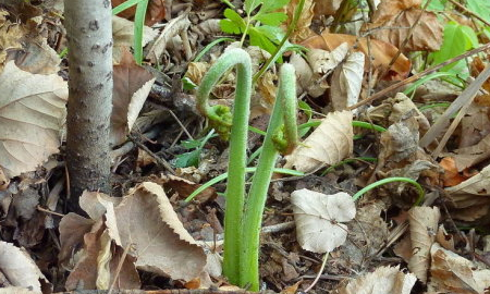 野菜有哪几种,农村里可以吃的野菜图14