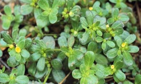 野菜有哪几种,农村里可以吃的野菜图12