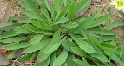 野菜有哪几种,农村里可以吃的野菜图3