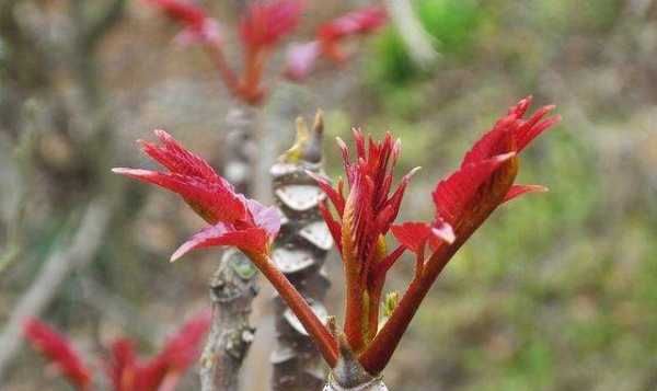 野菜有哪几种,农村里可以吃的野菜图8