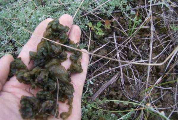 野菜有哪几种,农村里可以吃的野菜图9