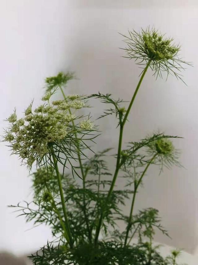 有意栽花花不开花无心插柳柳成荫（苗长草发我养你如花）(3)