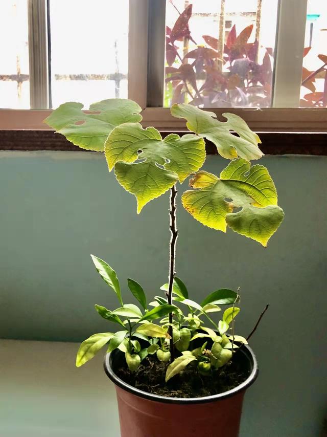 有意栽花花不开花无心插柳柳成荫（苗长草发我养你如花）(4)