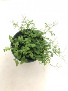 ​有意栽花花不开花无心插柳柳成荫（苗长草发我养你如花）