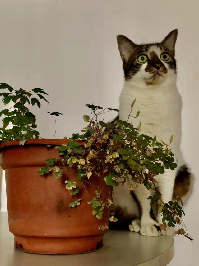 有意栽花花不开花无心插柳柳成荫（苗长草发我养你如花）(6)