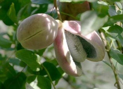 ​八月瓜怎么吃 八月瓜好吃吗