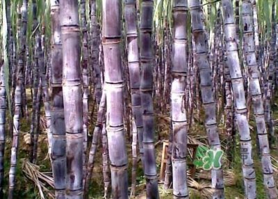 ​甘蔗什么时候成熟？甘蔗什么时候上市