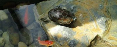 ​为什么说穷不养龟富不养鱼