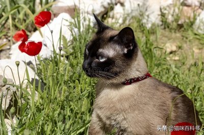 ​暹罗猫“暹”字怎么读？竟然有很多人读错，读音千奇百怪