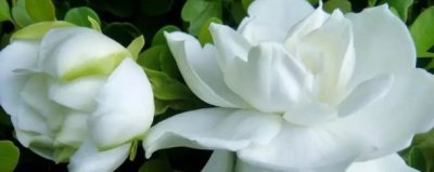 ​栀子花叶发黄 怎么处理？方法在这里！