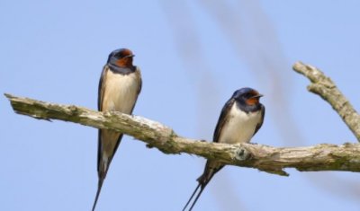 ​燕子窝在家里好不好 燕子窝在家里什么位置好养