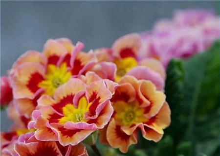 盆栽花卉四季樱草的养护方法