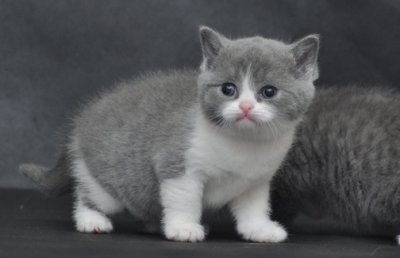 ​怎么训练可爱猫咪学握手