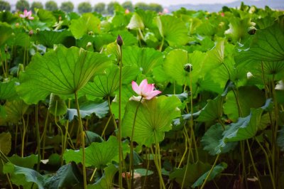 ​荷花花期多久
