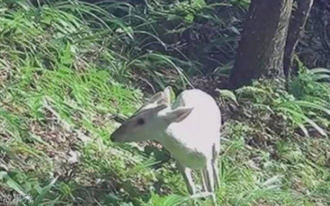 网络图片(侵删)