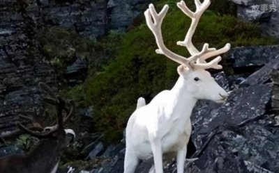 ​湖北巴东发现罕见白麂 啃食青草不时抬头张望(比较罕见)